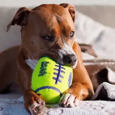 Kong AirDog Squeaker Football Конг іграшка, повітряний регбі м'яч, L