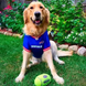 Kong AirDog Squeaker Football Конг іграшка, повітряний регбі м'яч, L
