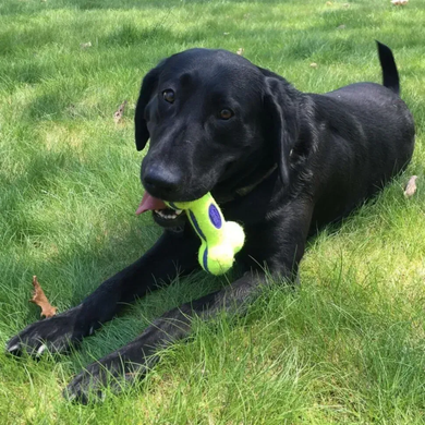 Kong AirDog Squeaker Bone Конг игрушка-воздушная кость для собак, S