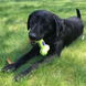 Kong AirDog Squeaker Bone Конг игрушка-воздушная кость для собак, S