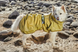 Hurtta Mudventure Reflective Coat Рефлекторний дощовик для собак, розмір 25