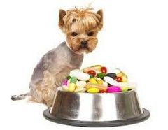 Вітаміни та добавки для собак