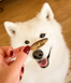 Cooka's Cookies Gone Fishing Натуральні сушені ласощі 100% риба для собак, 90 г