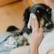 Beco Pets Dog Eye Wipes Бамбукові серветки для очищення слізних доріжок собак, 70 шт