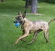 Kong SqueakAir Ultra Ball Конг М'яч для собак L, 2 шт