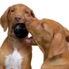 Kong Dog Extreme Ball Конг Іграшка-надміцний м&rsquo;яч для собак, M-L (7,5 см)