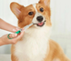 Feeding Kit Таблеткодатель с мягким наконечником для собак и кошек