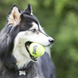 Kong AirDog SqueakAir Ball Игрушка для собак-теннисный мячик с пищалкой L, 2 шт
