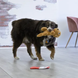 Kong Comfort Pups Goldie Конг Игрушка для собак, М